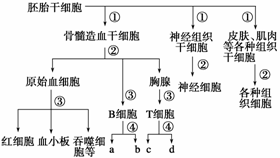 如图是 试管牛 工厂化生产的技术流程图.据图回答问题 1 根据 判断.此种繁殖方式是 生殖.此技术的意义在于 青夏教育精英家教网